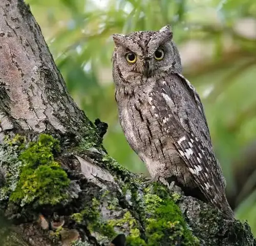 owl