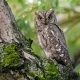 owl