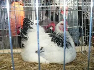 Railway adventures abroad