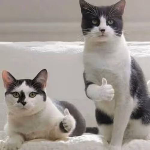 LCat