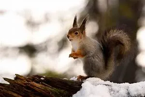 Amazon rainforest exploration