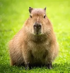Capybara baby