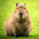 Capybara baby