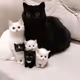 cat family