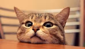 Fierce_Pawprintz