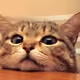 Fierce_Pawprintz