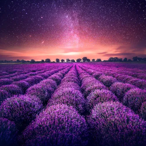 lavanda
