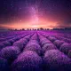lavanda
