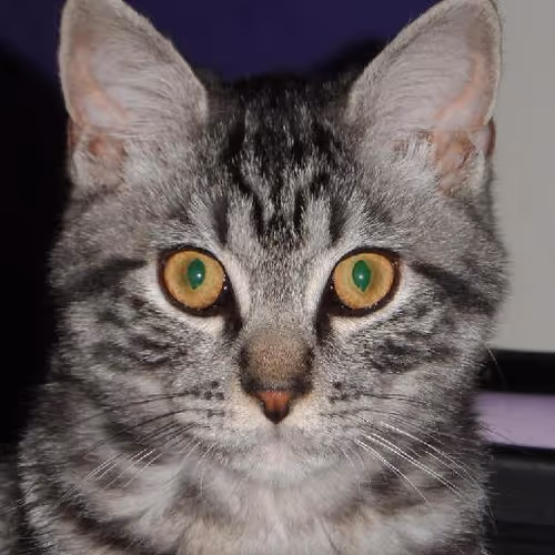 Paragliding over landscapes