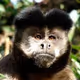 mamuso
