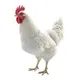 Pollo