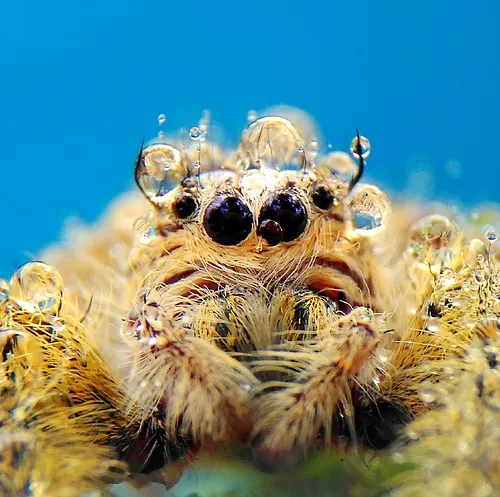 Adrenaline-fueled leaps