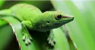 GECKOSOMNIA