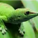 GECKOSOMNIA