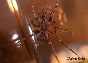 Treehouse accommodation stays