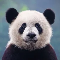 panda4