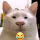 koceng 