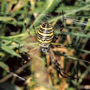 Chivalry and valor recounting