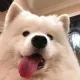 GNCF