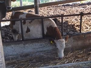 Green lifestyle adoption