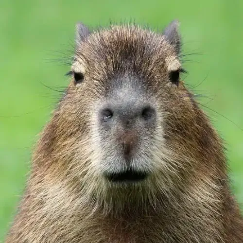 capi