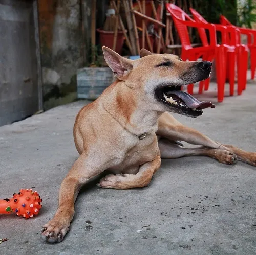 concho