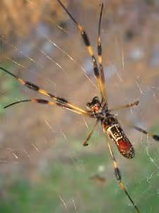 Literary creativity nurtured