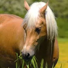 Castle accommodations abroad