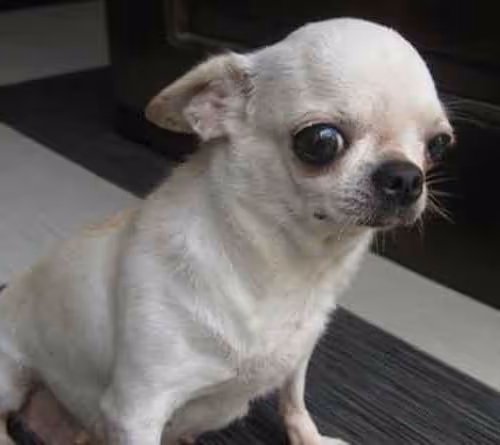 concho