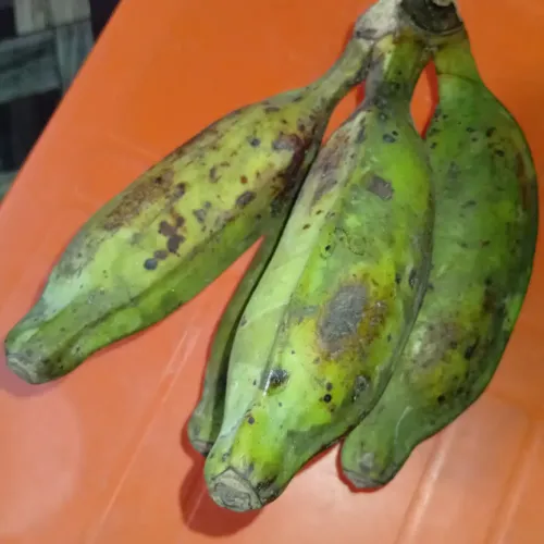 Bayelsa Plantain 