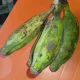 Bayelsa Plantain 