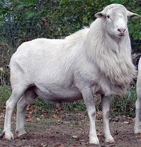 Space colonization dreams