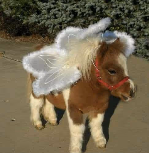 ponny dedy