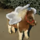 ponny dedy