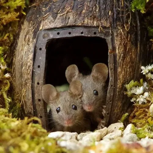 Mouses