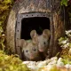 Mouses