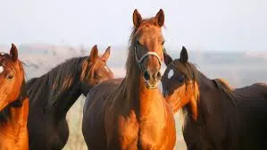 Viking seafaring voyages