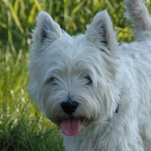 Rock climbing challenges