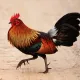 ZulaikhaBudi