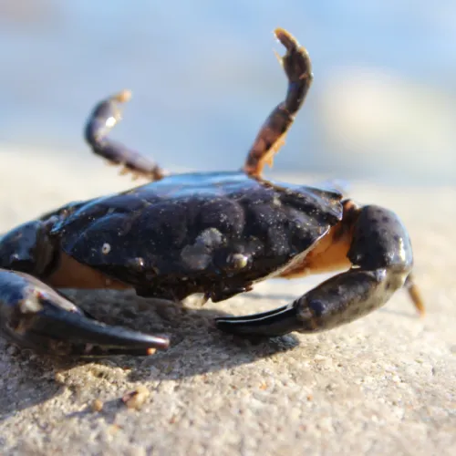 Crab