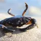 Crab