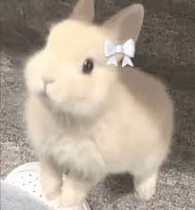 rabit