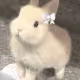 rabit