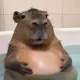 capybara