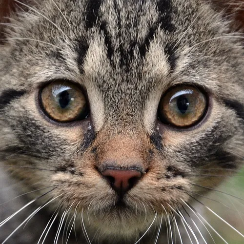 Space colonization dreams