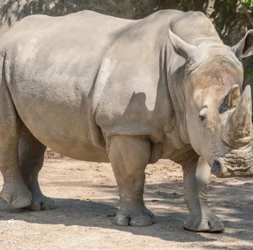 Rhinoceros unicornis