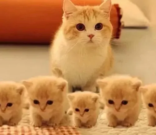 Fierce_Pawprintz
