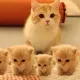 Fierce_Pawprintz
