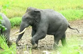 Global wellness improvement