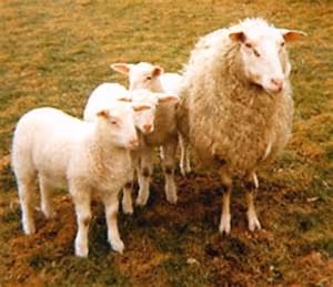 Environmental conservation efforts